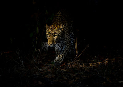 Luipaard sluipt door de begroeiing Kenia