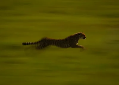 Pannen bij jagende cheeta Kenia