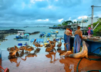Pelikanen verzamelen zich bij vissersboten aan de kust van de Galápagos