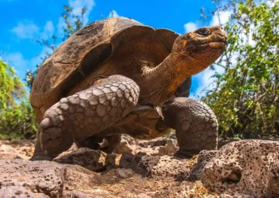 Galápagos Reuzenschildpad lopend over rotsachtige bodem