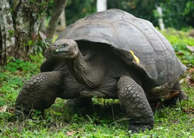 Reuzenschildpad lopend door het landschap
