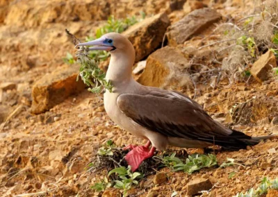 Roodpootgent met nestmateriaal op de Galápagos-eilanden