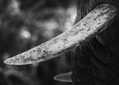 Slagtanden van olifant in zwart wit Kenia