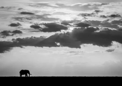 Solo olifant op savanne Kenia