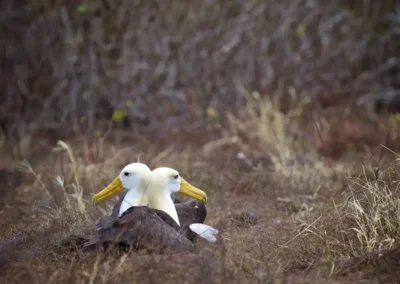 Twee Galápagos Albatrossen samen op de grond in hun natuurlijke habitat