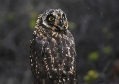 Velduil in het natuurlijke landschap van de Galápagos