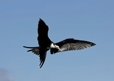 Fregatvogel vliegend boven de Galápagos eilanden