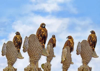 Meerdere Galápagosbuizerds zittend op cactussen op de Galápagos