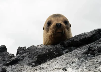Zeeleeuw kijkt boven de rotsen uit