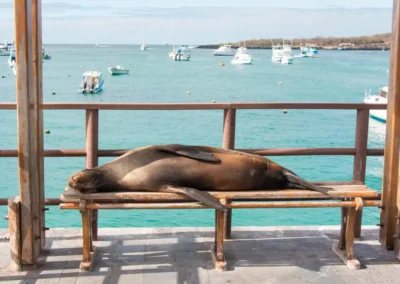 Zeeleeuw rust op een bankje met zee op de achtergrond