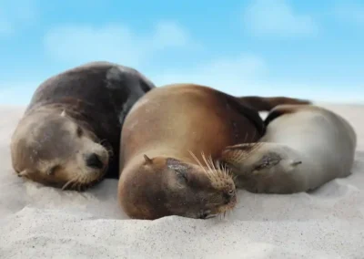 Groep Zeeleeuwen slapend op het strand