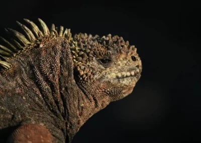Zeeleguaan rustend op de Galápagos-eilanden