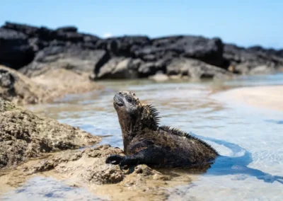 Zeeleguaan aan de waterlijn op het strand van Galápagos