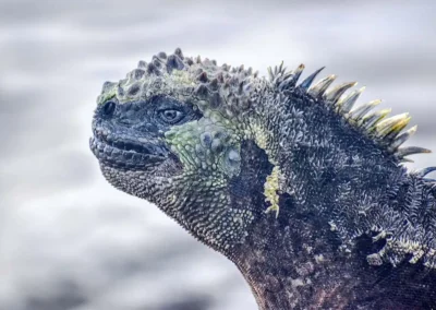 Close-up van een Zeeleguaan op de Galápagos