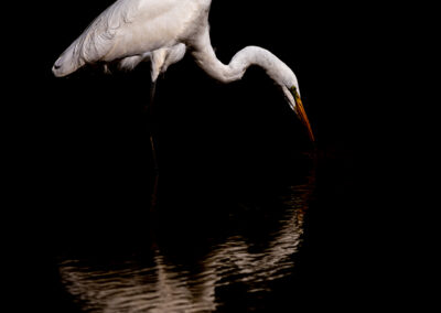 Zilverreiger met spiegelbeeld in Kenia