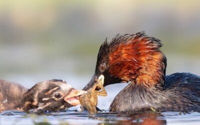 Reisverslag Slovenië drijfhutten