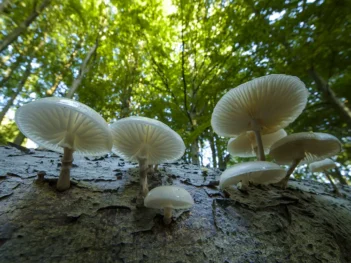 Fotoworkshop paddenstoelen in de Noordoostpolder