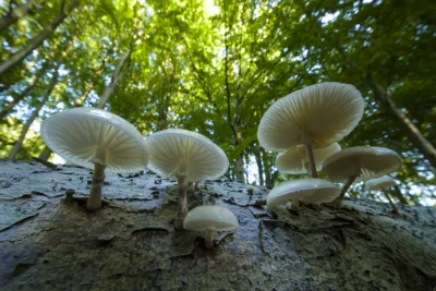 Fotoworkshop paddenstoelen in de Noordoostpolder