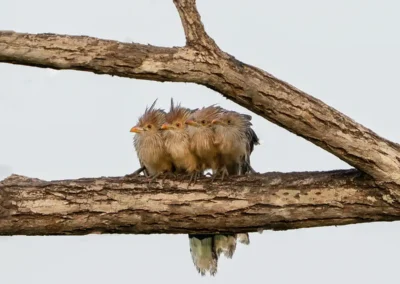 Vier koekoeksjongen samen op een tak in Pantanal in Brazilië