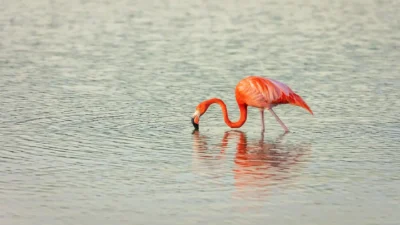 Fotoreis Curaçao: natuurfotografie op een veelzijdig tropisch eiland