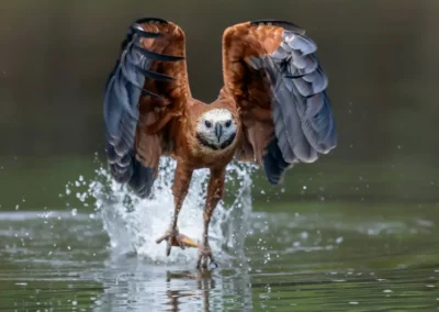 Opvliegende black collared hawk vanuit rivier in Pantanal Brazilië