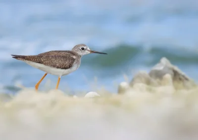 Fotoreis Curacao Geelpootruiter
