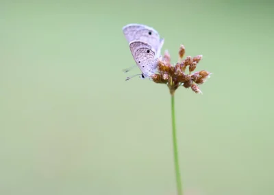Fotoreis Curacao Hanno Blue Vlinder (Hemiargus hanno)