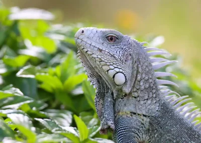 Fotoreis Curacao groene leguaan portret op een bosje