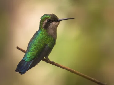 Kolibrie Curaçao