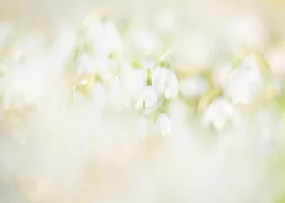 Macro fotografie sneeuwklokjes in het voorjaar