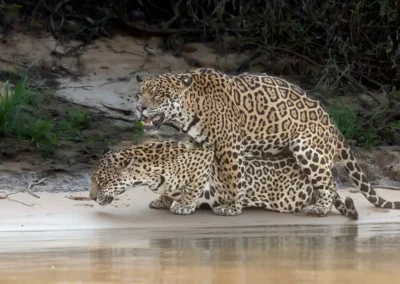 parende jaguars aan rivieroever in Pantanal Brazilië