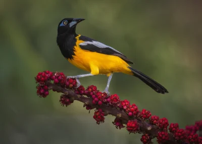 Vogel op Curaçao. Oranje troepiaal