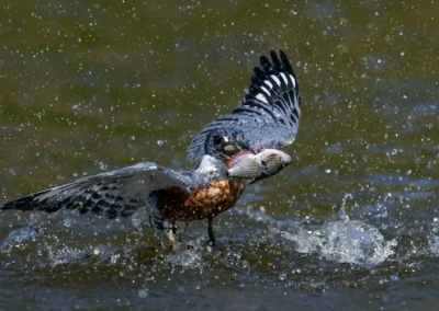Vissende geringde ijsvogel met buit in Pantanal in Brazilië