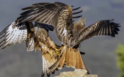 Reisverslag Fotoreis Spanje roofvogels