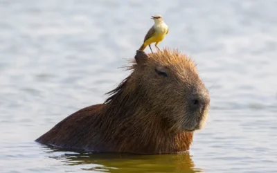 Reisverslag Fotoreis Pantanal in Brazilië
