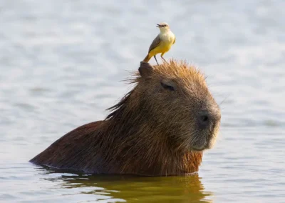 Zwemmende capibara met vogeltje op kop in Pantanal in Brazilië