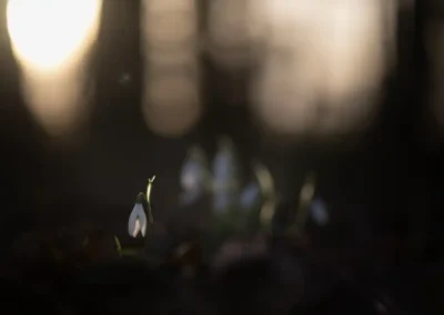 Macro fotografie sneeuwklokjes in tegenlicht