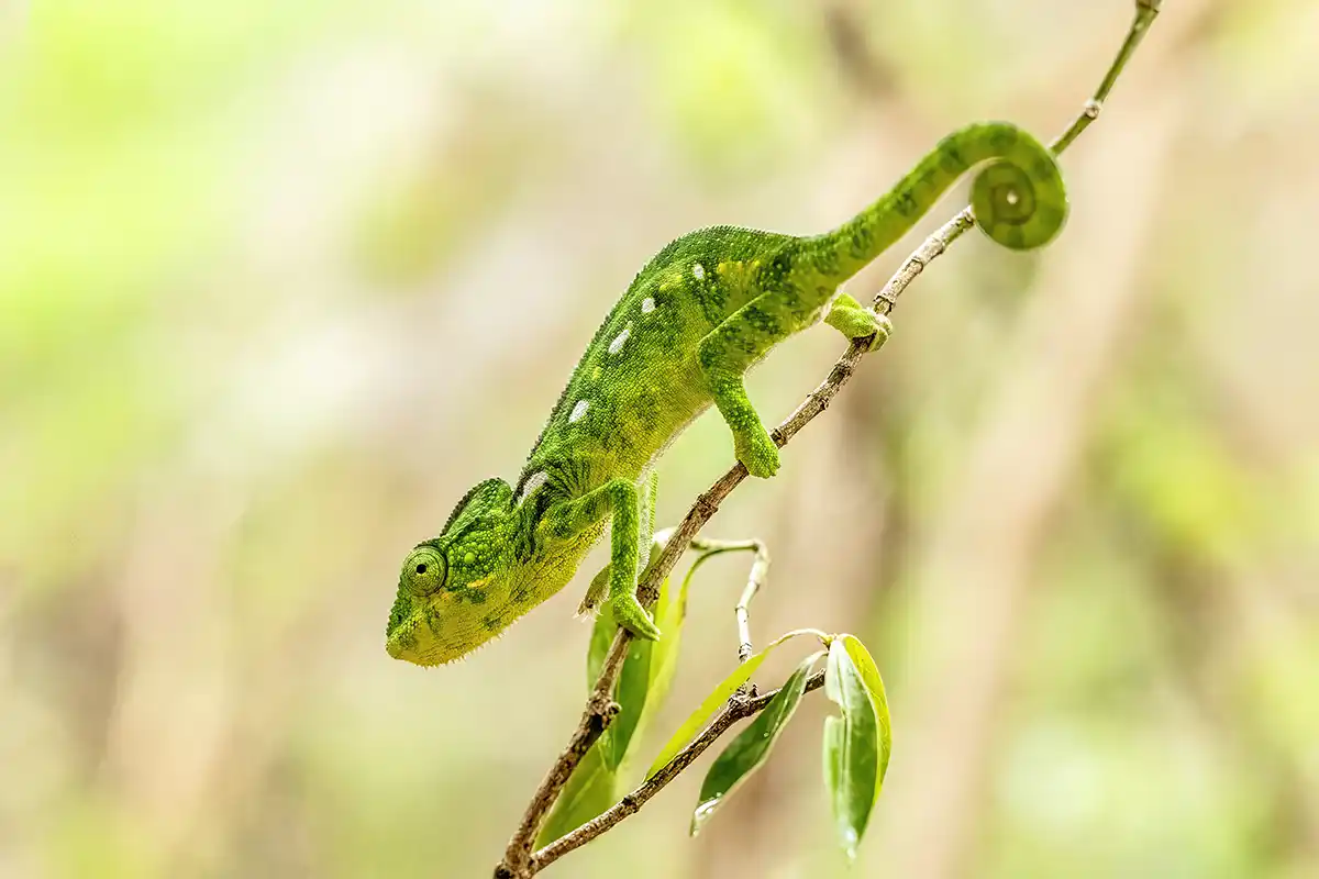 Kameleon wandelt op tak in het oerwoud van Madagaskar