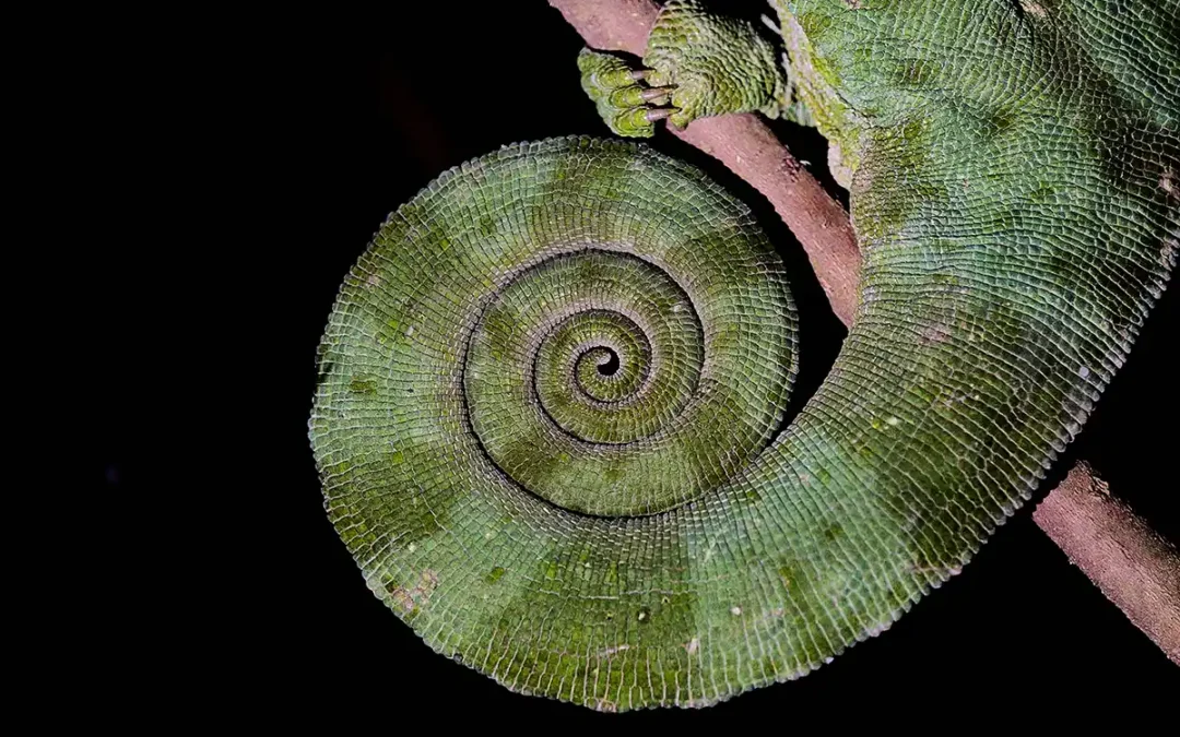 Opgekrulde staart van kameleon nachtfotografie in Madagaskar