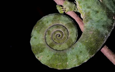 Reisverslag Fotografiereis naar exotisch en uniek Madagaskar
