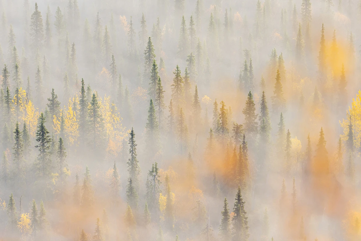 AutumnForest_Hanneke-van-Camp