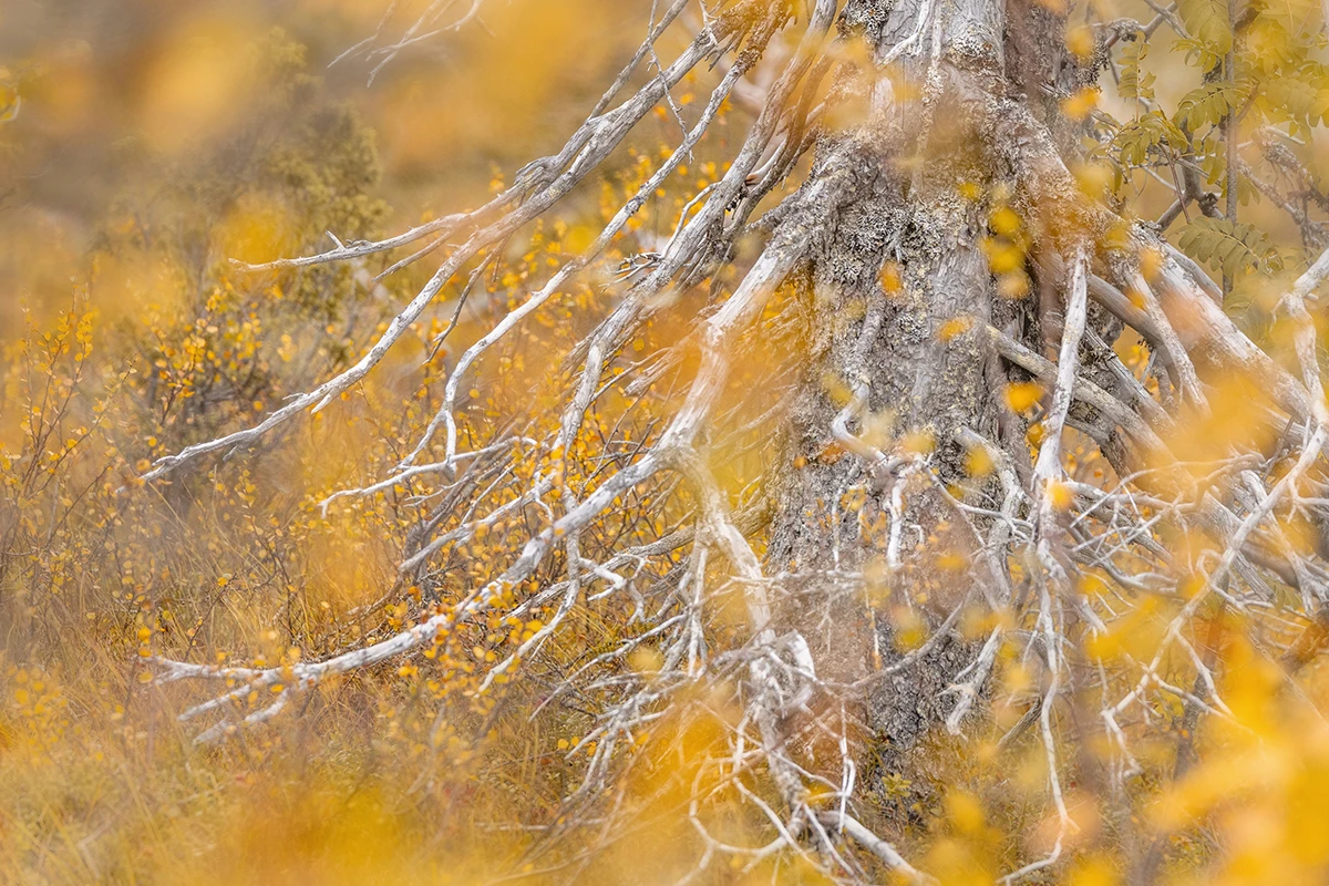 Autumn_OldGrowth_Hanneke-van-Camp