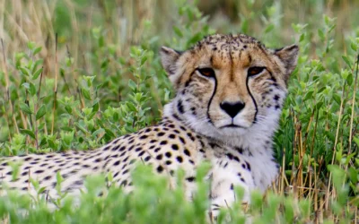 Reisverslag Fotoreis Zuid-Afrika: safari, Big Five en vogels