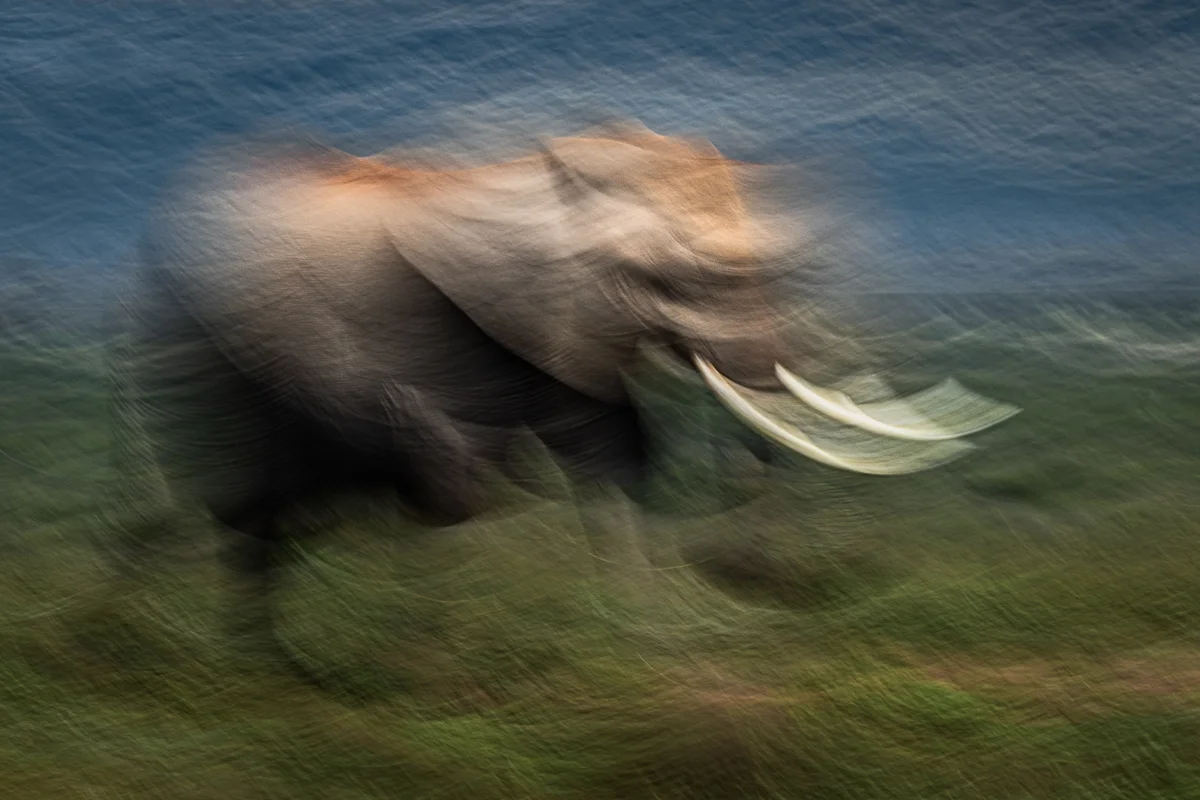 Ilse Koks - olifant