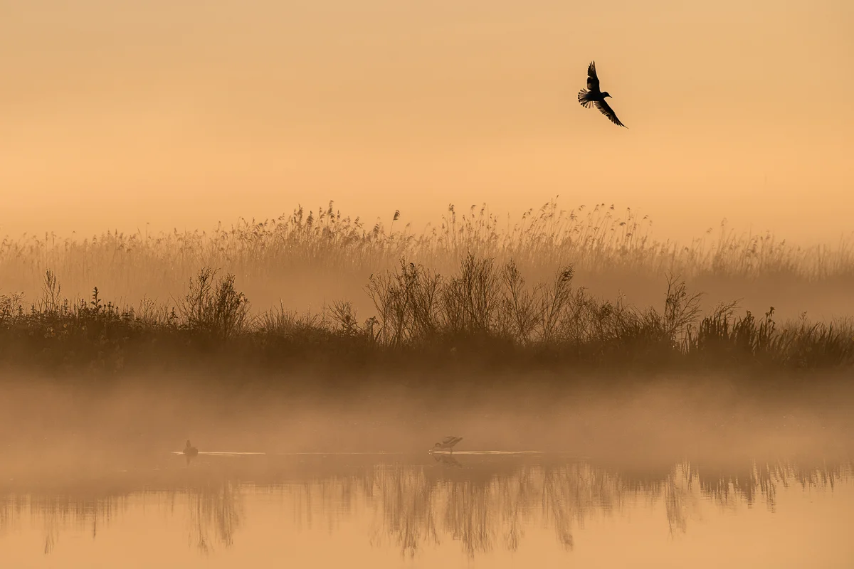 Ilse Koks - water-landschap-vogels