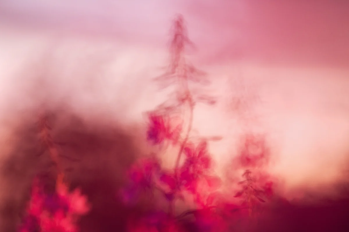 Ingebjørg Fyrileiv - roze-abstract