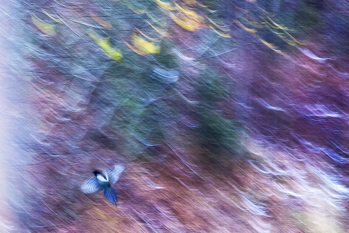 Ingebjørg Fyrileiv - vogel