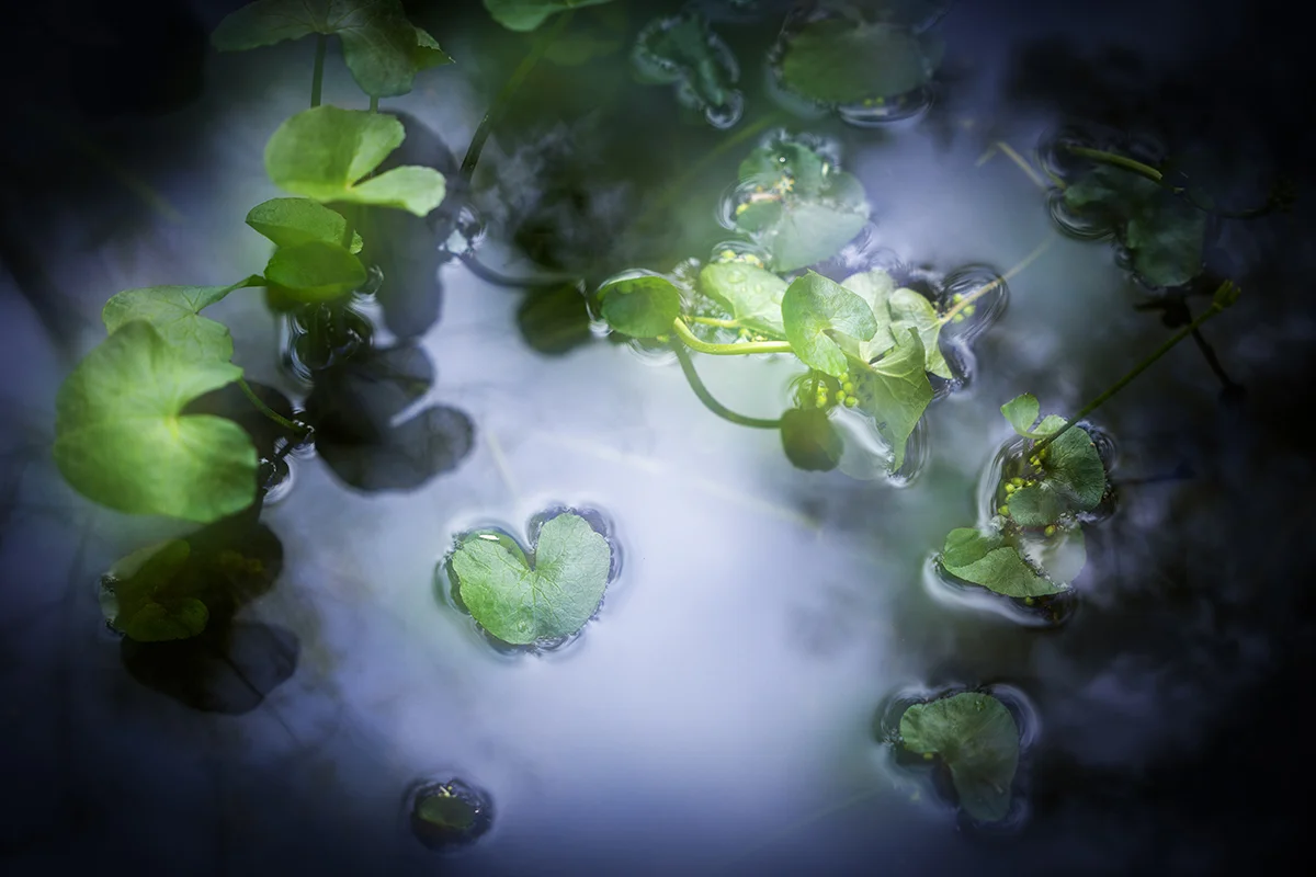 Ingebjørg Fyrileiv - waterplant