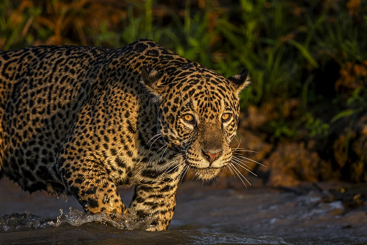 Paul-Goldstein-jaguar-in-water