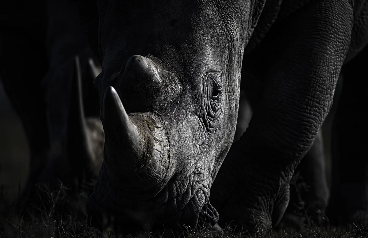 Paul-Goldstein-neushoorn